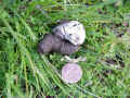 wild turkey scat