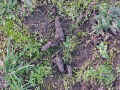 coyote scat