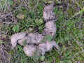 coyote scat with hair