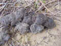 bobcat scat