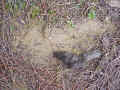 bobcat scrape