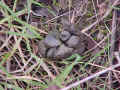 deer cluster