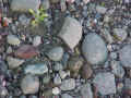 jackrabbit pellet