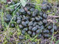 deer pellets