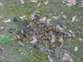 black bear scat