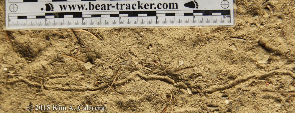 antlion tracks
