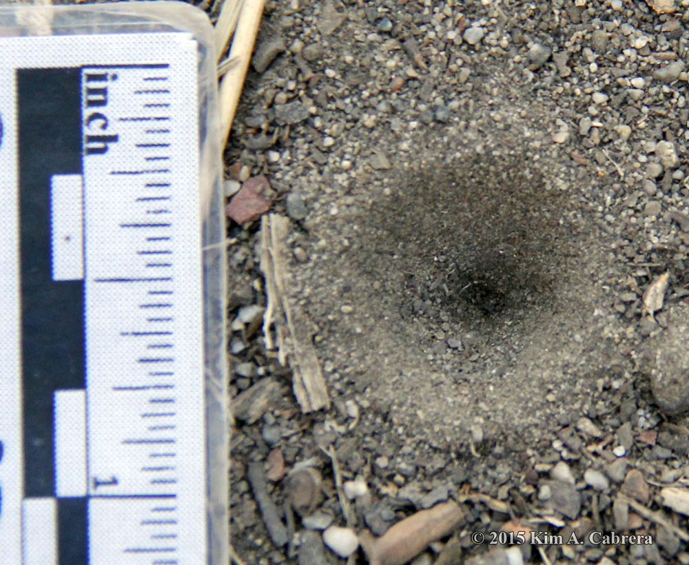 antlion tracks