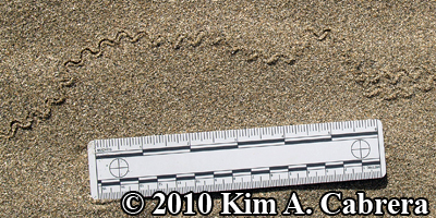 antlion trail in sand