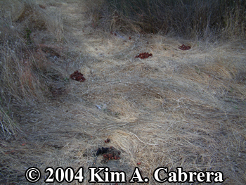 Black bear
                  scats and flattened grass in orchard. Photo copyright
                  2004 by Kim A. Cabrera.