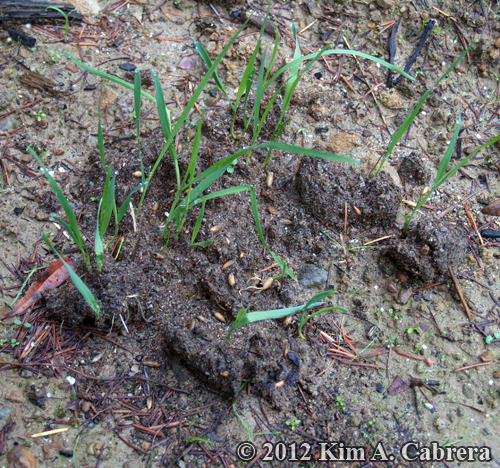 black bear scat sprouting grass