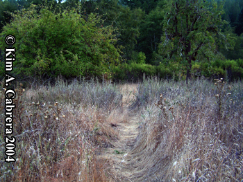 Black bear trail through orchard. Photo copyright
                  2004 by Kim A. Cabrera.