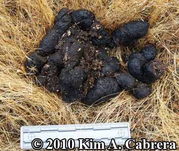 black
                  bear scat composed of grasses and insect parts found
                  in late summer. Photo copyright Kim A. Cabrera.