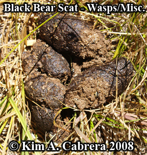 Black
                  bear scat with yellowjacket wasp remains. Photo
                  copyright by Kim A. Cabrera 2008.