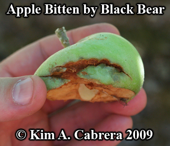 Apple bitten by a black bear. Photo copyright
                      2009 by Kim A. Cabrera.