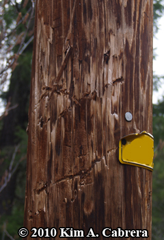 bear
                      tooth marks on power pole. Photo copyright Kim A.
                      Cabrera