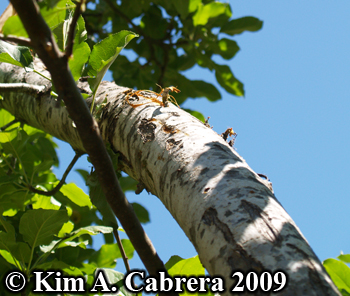 Tree
                      climbed by a black bear. Photo copyright 2009 by
                      Kim A. Cabrera.