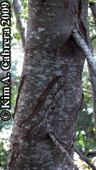 Tree climbed by a black bear. Photo copyright
                      2009 by Kim A. Cabrera.