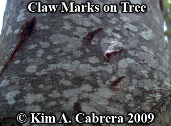 black
                      bear claw marks on a tree. Photo copyright Kim A.
                      Cabrera