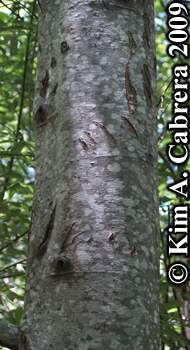 black
                      bear claw marks on a tree. Photo copyright Kim A.
                      Cabrera