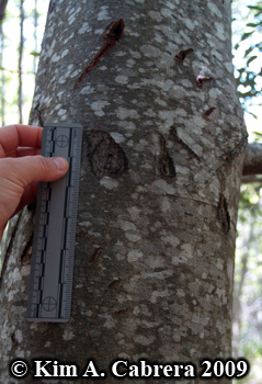 black bear claw marks on a tree. Photo
                      copyright Kim A. Cabrera