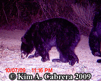 Bear cub. Photo copyright 2009 by Kim A. Cabrera.