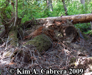 Stumps opened by a black bear. Photo
                      copyright 2009 by Kim A. Cabrera.