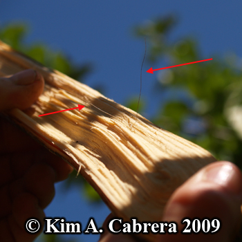 Bear hair
                      snagged in a broken branch. Photo copyright 2009
                      by Kim A. Cabrera.