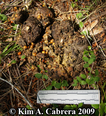Black
                  bear scat with seeds. Photo copyright 2009 by Kim A.
                  Cabrera.