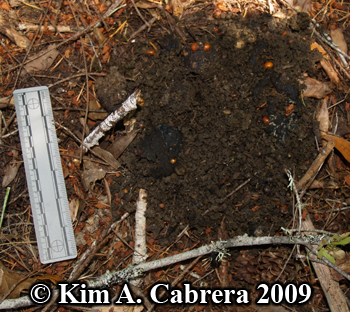 old bear
                  scat. Photo copyright 2009 by Kim A. Cabrera.