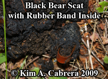 Black bear scat with rubber band. Photo copyright
                  2009 by Kim A. Cabrera.