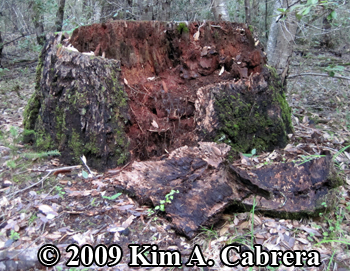 Stump
                      opened by a black bear. Photo copyright 2009 by
                      Kim A. Cabrera.