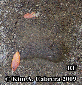 black
                      bear footprint. Photo copyright Kim A. Cabrera