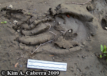 black
                      bear track in mud. Photo copyright Kim A. Cabrera