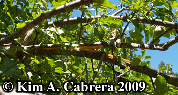 Branch of apple tree broken by a black bear.
                      Photo copyright 2009 by Kim A. Cabrera.