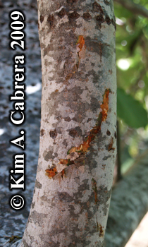 Tree climbed by a black bear. Photo copyright
                      2009 by Kim A. Cabrera.