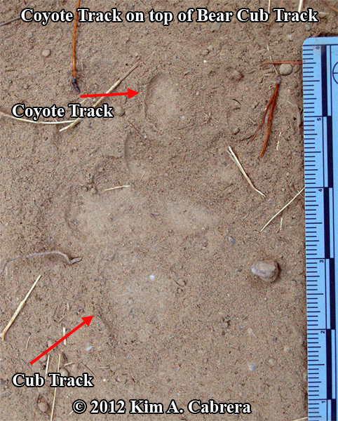 coyote track on top of bear cub track