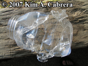 Jelly jar
                      licked clean by a black bear. Photo copyright 2007
                      by Kim A. Cabrera.