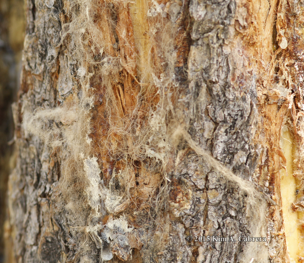 bison fur snagged on rub tree