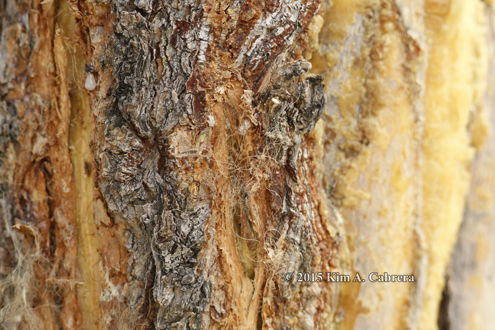 bison fur snagged on rub tree