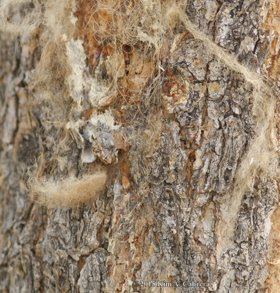bison fur snagged on rub tree
