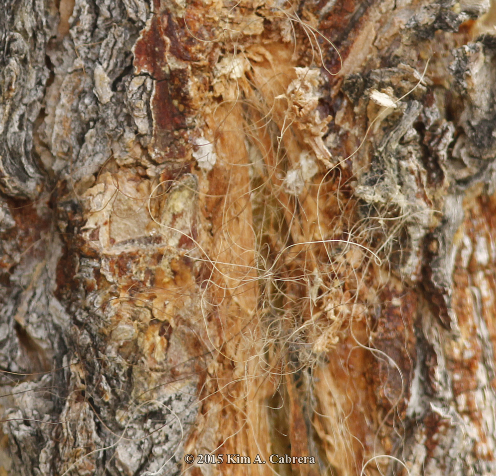 bison fur snagged on rub tree