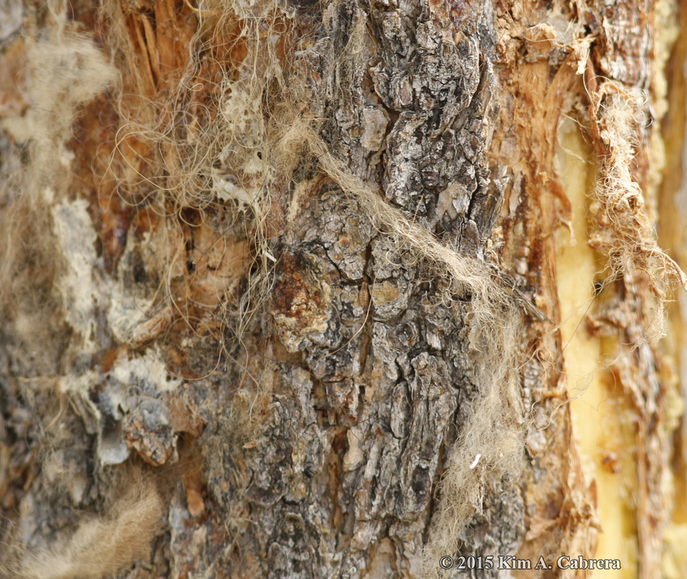 bison fur snagged on rub tree