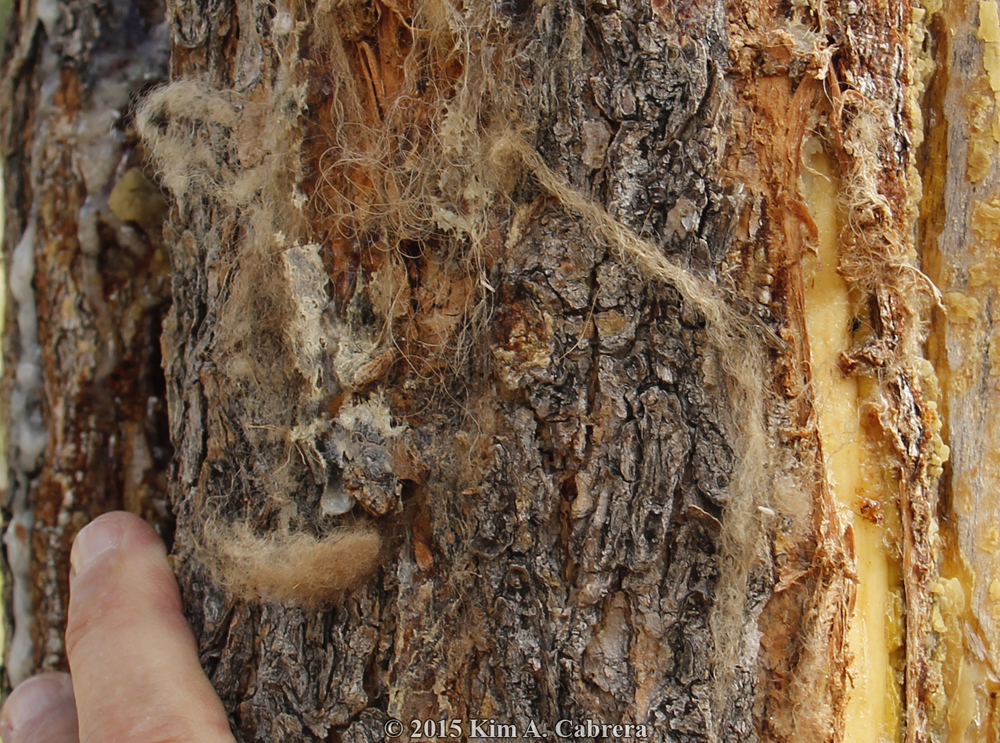 bison fur snagged on rub tree