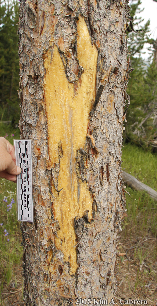 bison sign at Mt Washburn
