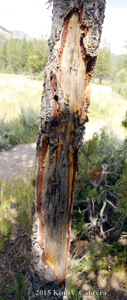 bison sign at Pebble Creek
