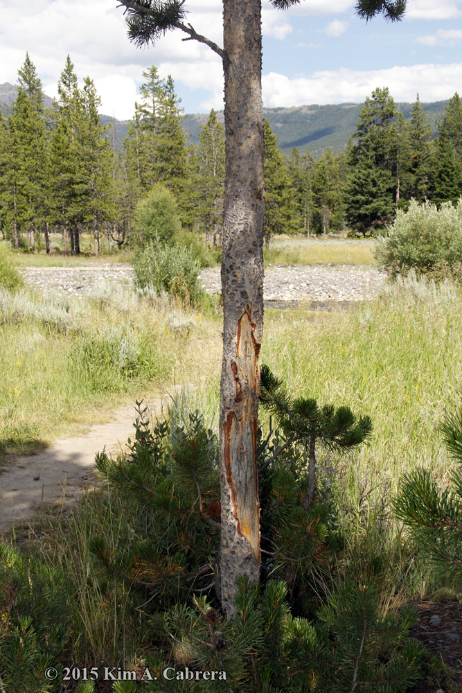 bison sign at Pebble Creek