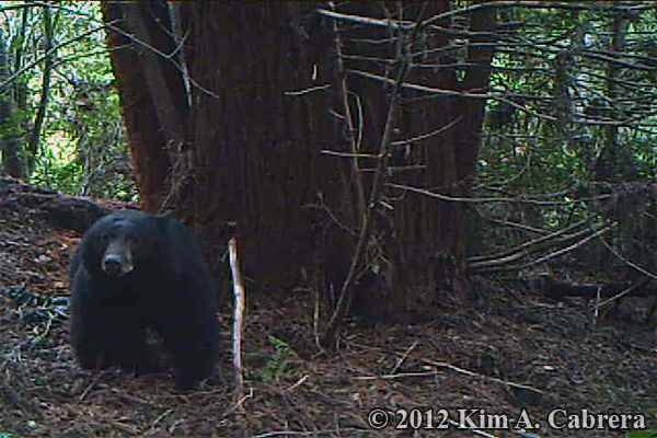 black bear at its den site