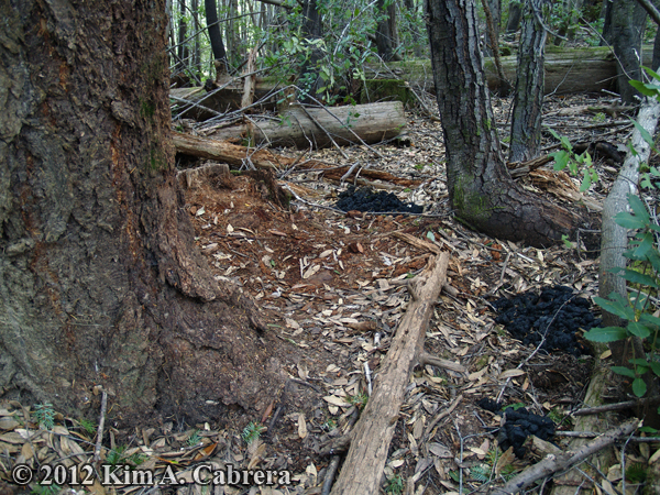 black
                    bear bed at the base of a Douglas fir tree showing
                    large scat accumulation