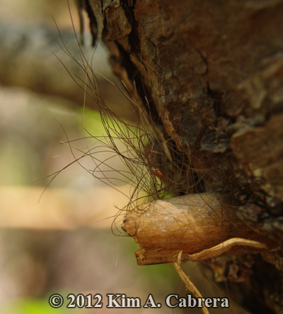 clump of bear fur rubbed off on a tree