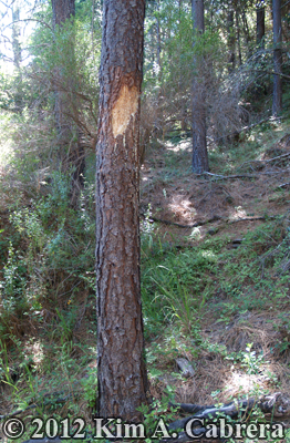 Douglas fir marked by bear